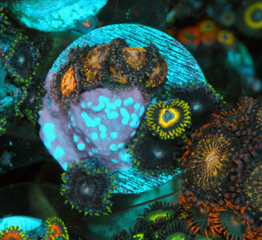 Scrambled Egg Yellow Zoanthids Coral Reef Saltwater