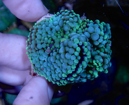 Aqua Blue Ricordea Yuma Coral Aquarium