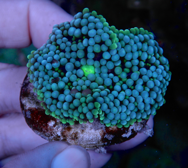 Powder Blue Ricordea Yuma Coral Reef