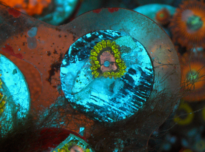 WWC Purple Space Monster Zoanthids Coral