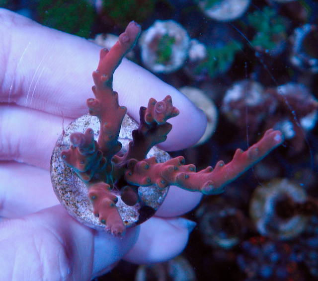 Pink Ruby Solana Jawdropper Acropora Sps Reef