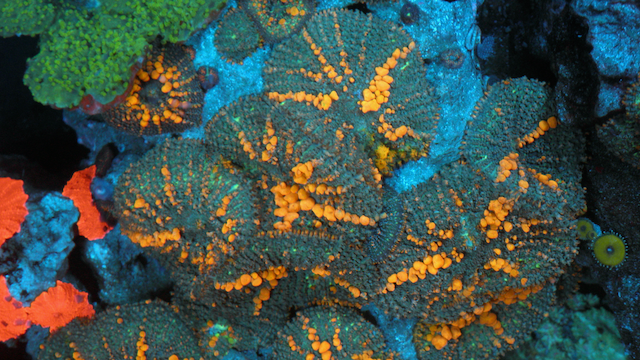 Reefkoi Sunkist Orange Bounce Rhodactis 2