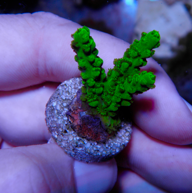 Neon Green Slimer Acropora formosa SPS Saltwater Aquarium