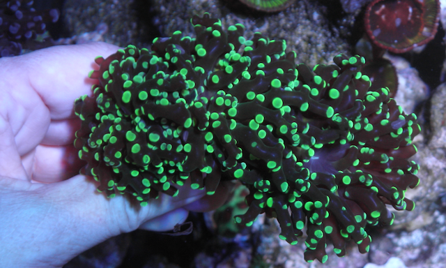 Neon Space Invader Frogspawn Coral LPS