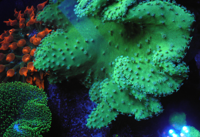 Green Stardust Leather Coral Reef Saltwater Aquarium Fish Tank - Reef Gardener