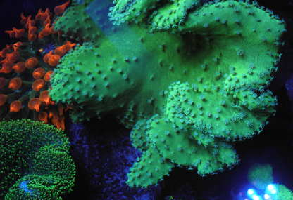Green Stardust Leather Coral Reef Saltwater Aquarium Fish Tank - Reef Gardener