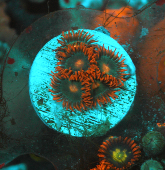 Gatorade Orange Zoanthids Zoas Coral Reef Small