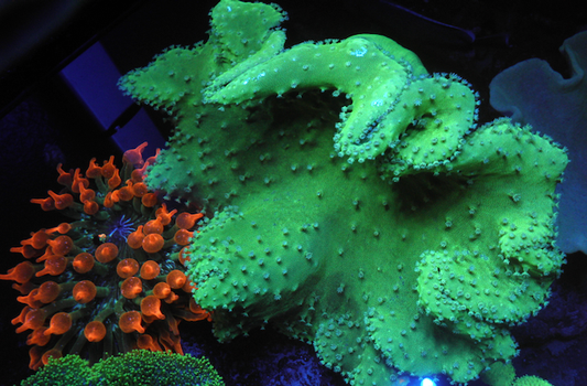 Green Stardust Leather Coral Reef Saltwater Aquarium Fish Tank - Reef Gardener
