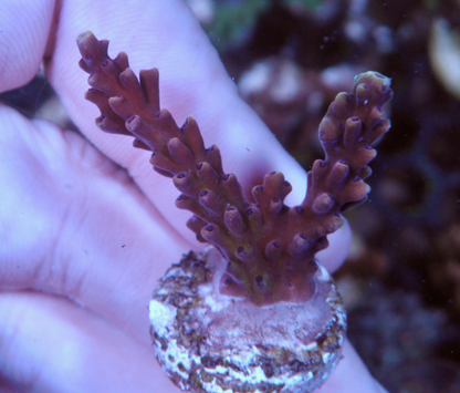 Reef Raft Pink Cadillac Acropora Coral Aquarium 2