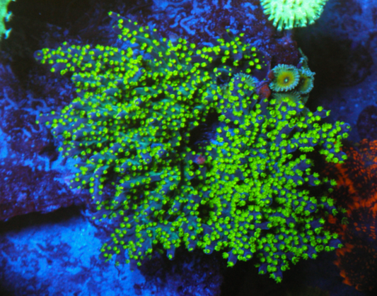 Bali Purple Bonsai Acropora SPS Coral