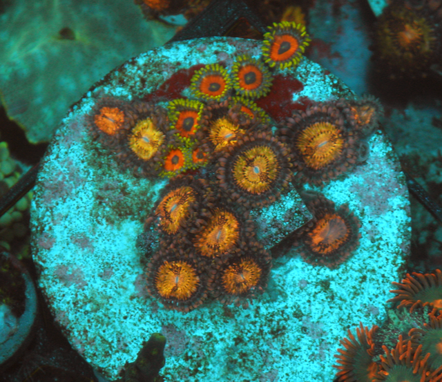 Eagle Eye Zoanthids Coral Reef Aquarium Combo