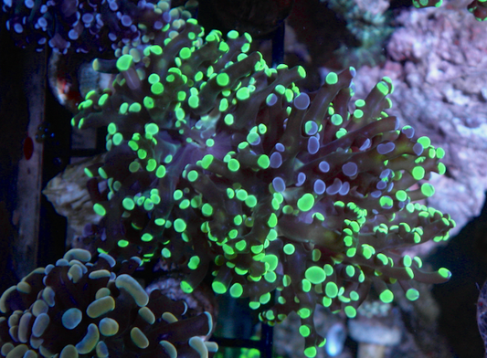Violet Rose Toxic Bicolor Frogspawn Coral Reef LPS