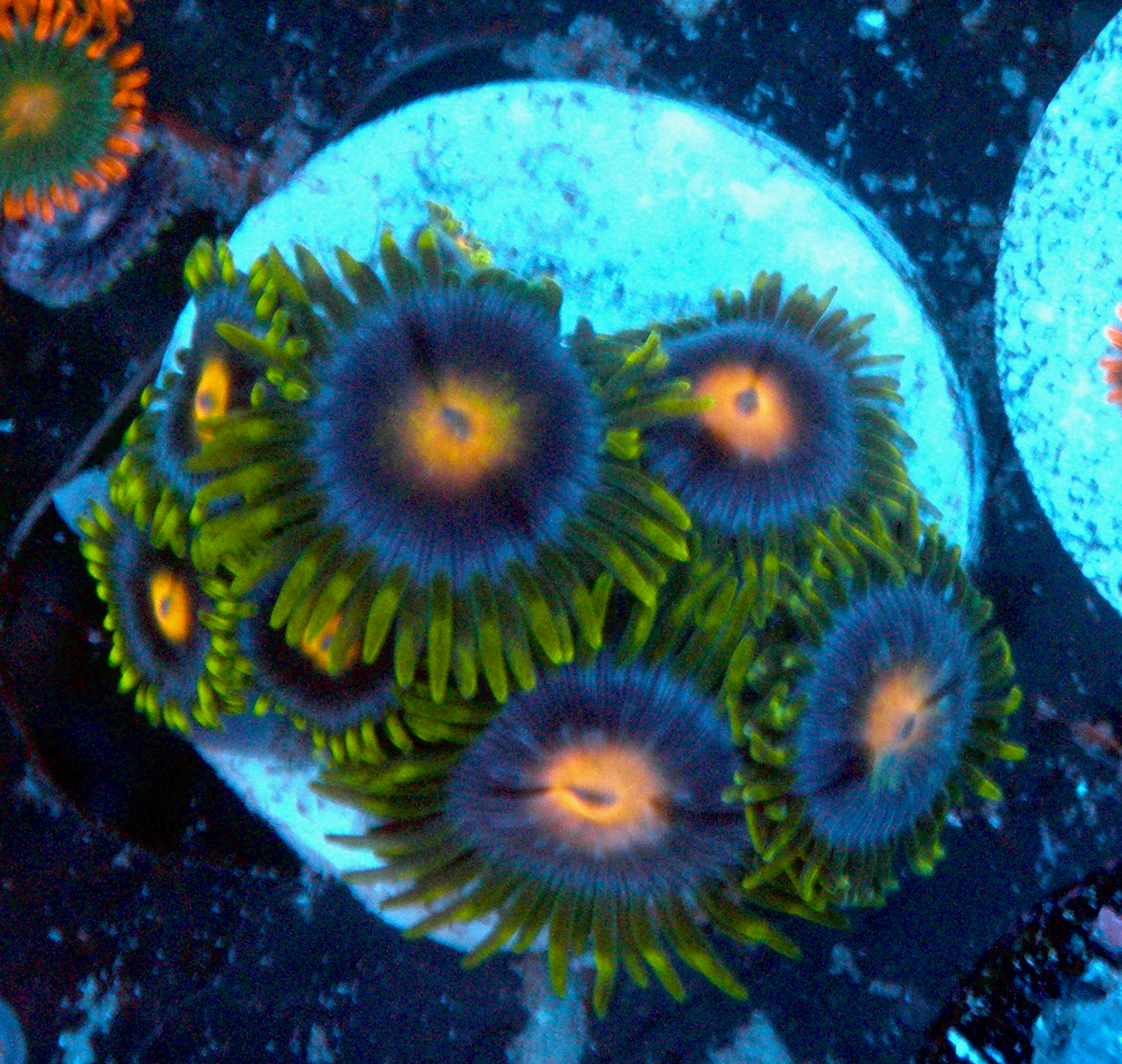 Blowpop Pink Zoanthids Zoa Coral Reef Aquarium Small
