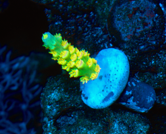 Mike Biggar Walt Disney Rainbow Gold Acropora SPS Coral Reef Aquarium 2 - Reef Gardener