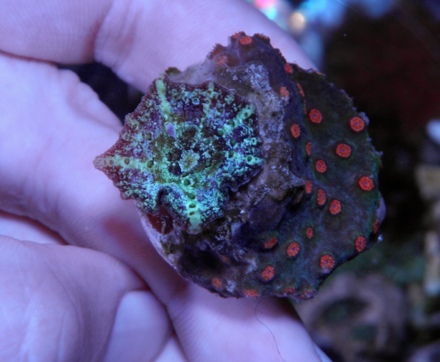 Meteor Shower Cyphastrea Coral Reef Aquarium