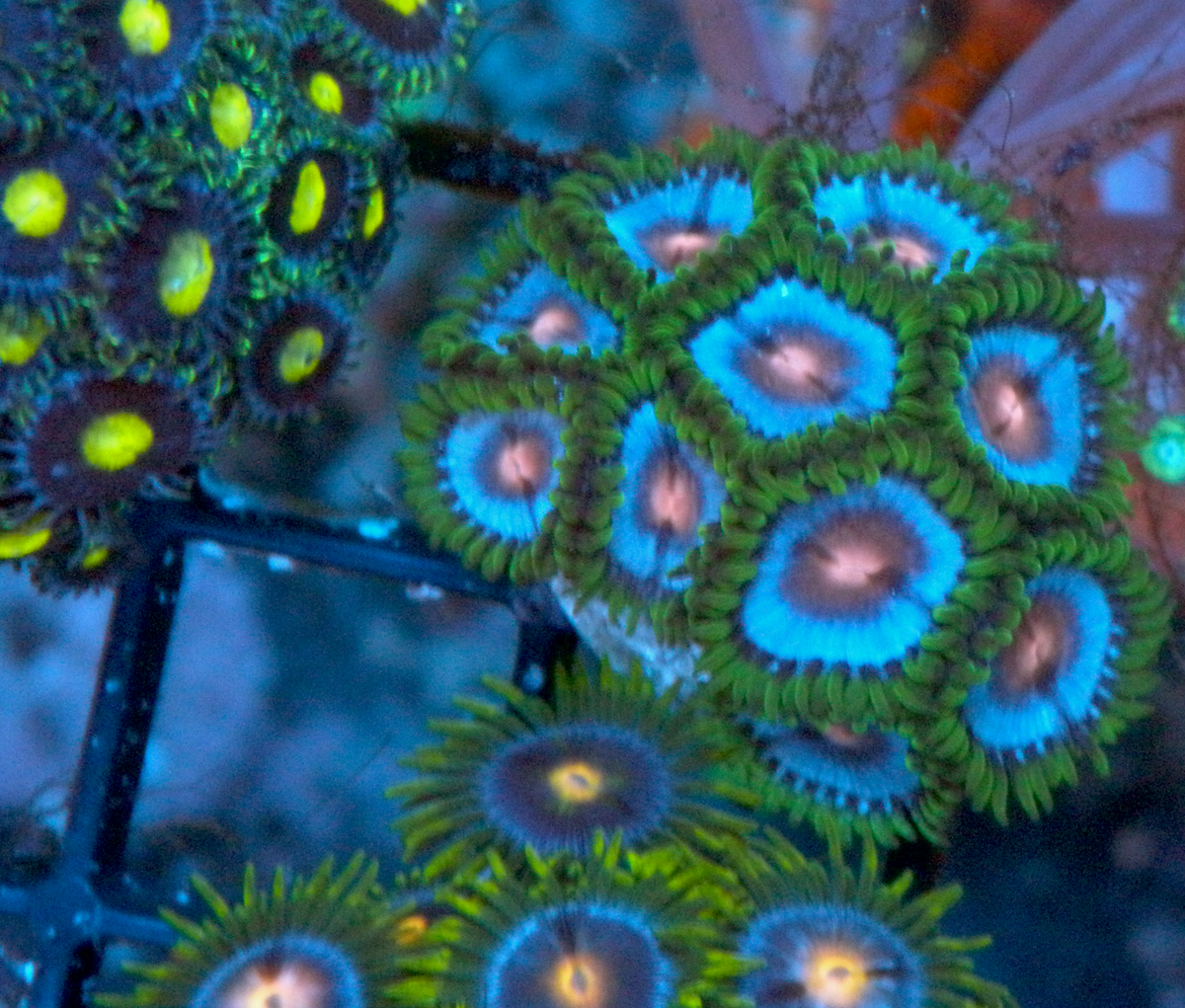 Miami Vice Caribbean Blue with Pink Mouth Zoanthids 2