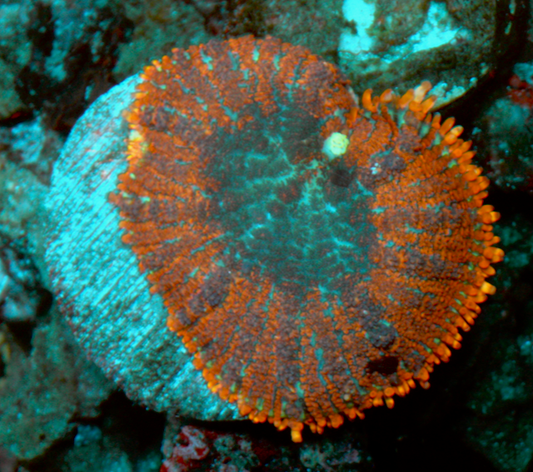Sunset Rhodactis Mushroom Coral Reef Aquarium