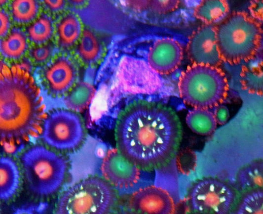Goblins on Fire and Daisy Cutter Zoanthids Coral Reef