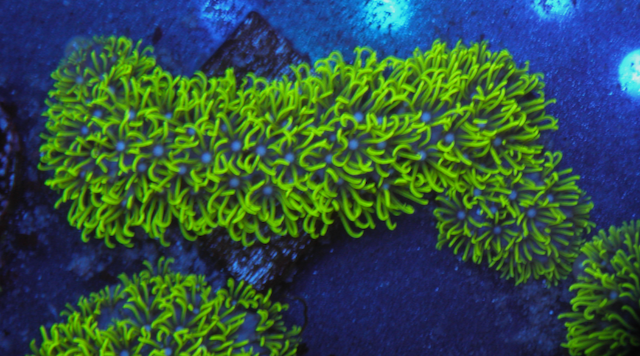 Branching Neon Green Star Polyps Coral Aquarium 3