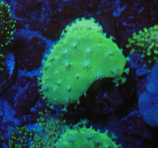 Green Stardust Leather Coral Reef Saltwater Aquarium Fish Tank 2 - Reef Gardener
