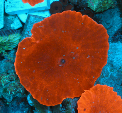 Nuclear Red Discosoma Mushrooms Coral Aquarium 3