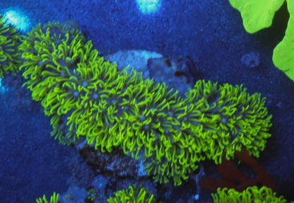 Branching Neon Green Star Polyps Coral Aquarium 2