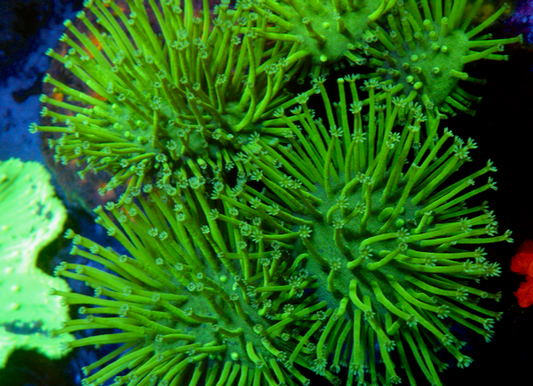 Japanese Neon Green Weeping Willow Leather Coral Reef Aquarium - Reef Gardener
