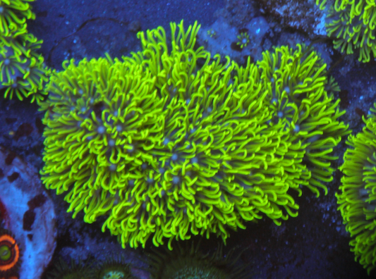 Branching Neon Green Star Polyps Coral Aquarium