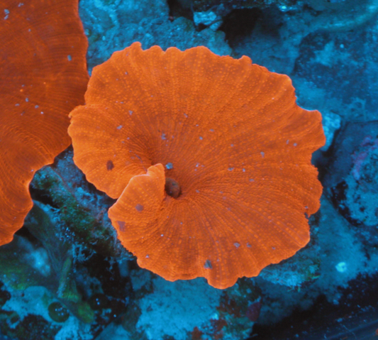 Nuclear Red Discosoma Mushrooms Coral Aquarium 5