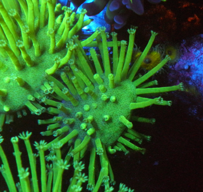 Japanese Neon Green Weeping Willow Leather Coral Reef Aquarium - Reef Gardener