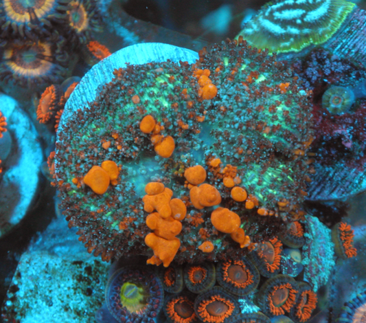 Reefkoi Sunkist Orange Bounce Rhodactis 2