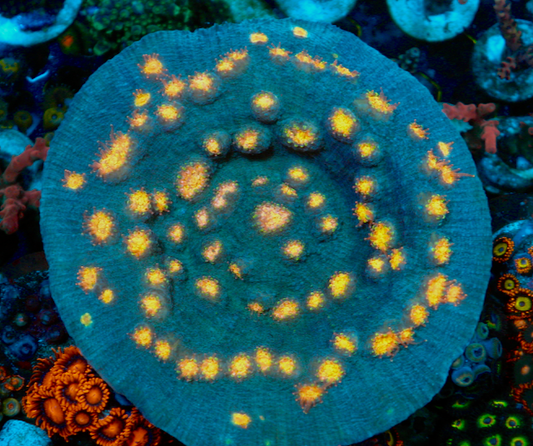 Miami Hurricane Chalice LPS Beginner Coral Reef
