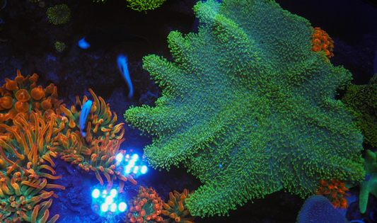 Aussie Green Polyp Leather Coral