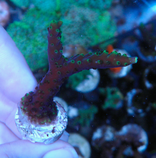 Larry Jackson Purple Tricolor Acropora SPS Coral 2