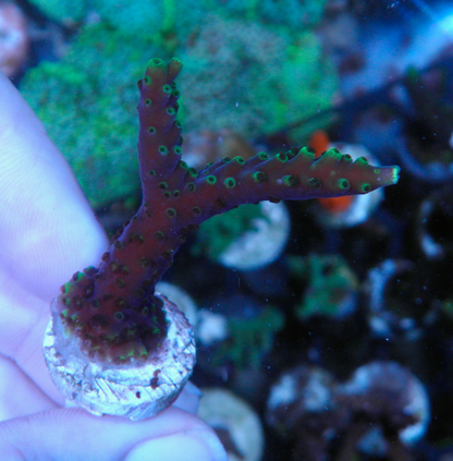 Larry Jackson Purple Tricolor Acropora SPS Coral 2