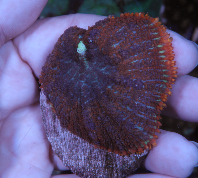 Sunset Rhodactis Mushroom Coral Reef Aquarium