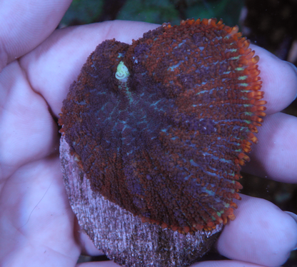 Sunset Rhodactis Mushroom Coral Reef Aquarium