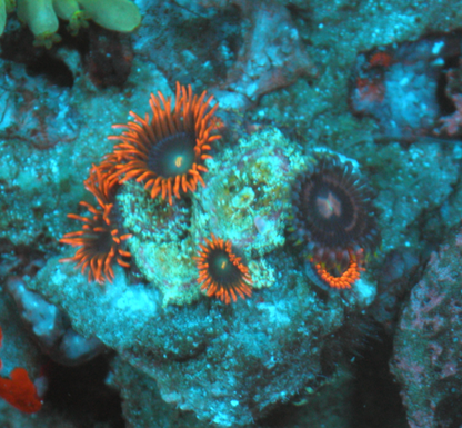 Flaming Punk Rocker Zoanthids Coral Reef Zoas 2
