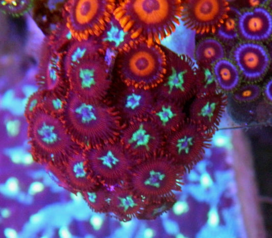 Red Pornstar Zoanthids Coral Reef Saltwater Aquarium Beginner