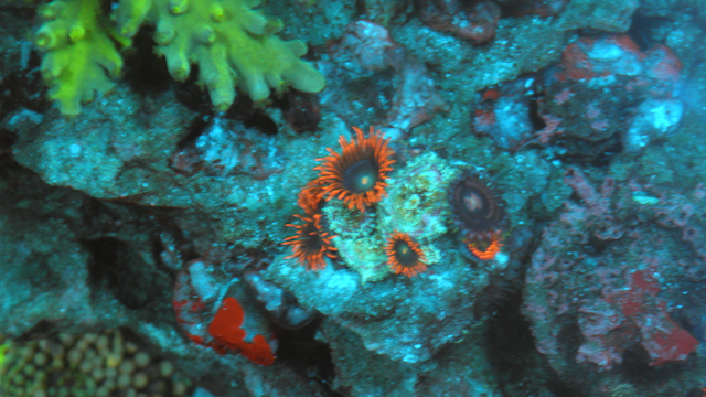 Flaming Punk Rocker Zoanthids Coral Reef Zoas 2