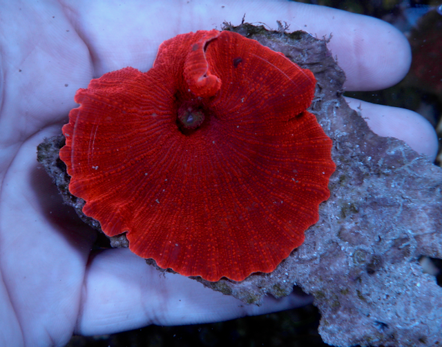 Nuclear Red Discosoma Mushrooms Coral Aquarium 3