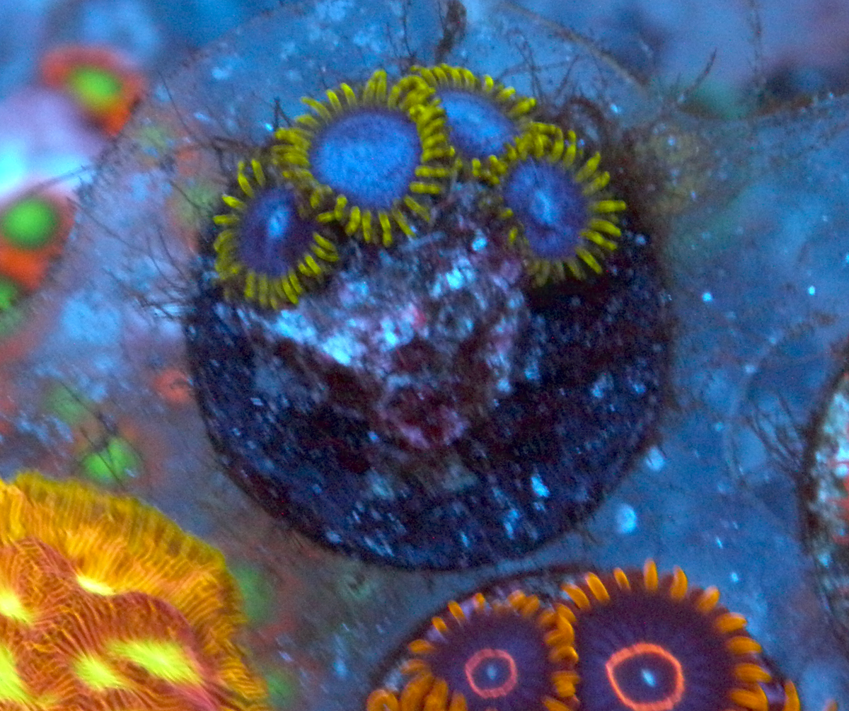 Blue Angels Zoanthids Coral Reef Aquarium