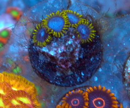 Blue Angels Zoanthids Coral Reef Aquarium