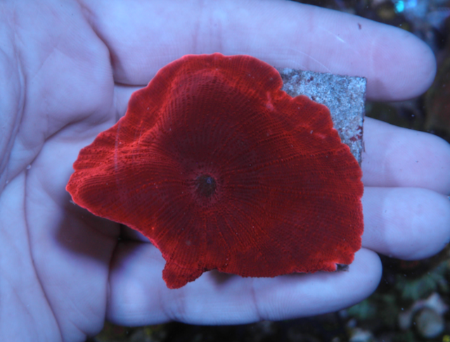 Nuclear Red Discosoma Mushrooms Coral Aquarium 5