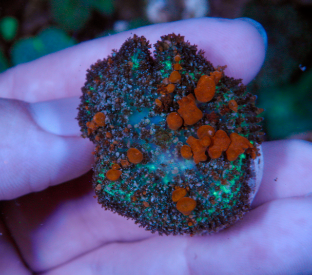 Reefkoi Sunkist Orange Bounce Rhodactis 2