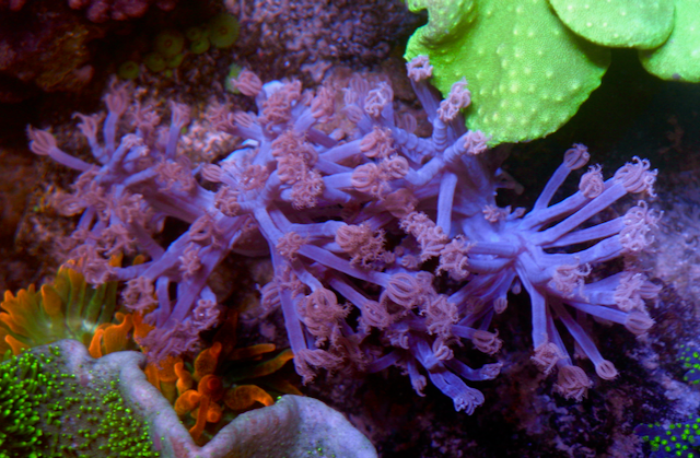 African Cespitularia Violet Xenia Soft Coral 2