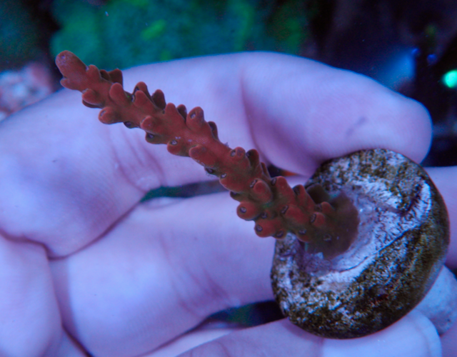 Ruby Solana Jawdropper Acropora SPS Coral 3