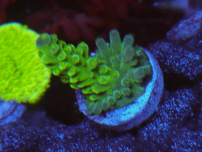 Highlighter Green Acropora SPS Coral Reef
