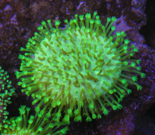 Lemon Lime Toadstool Sarcophyton Leather Coral 2