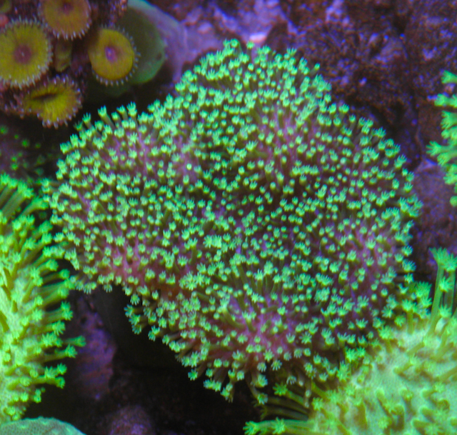 Tyree Neon Green Polyp Leather Coral Aquarium